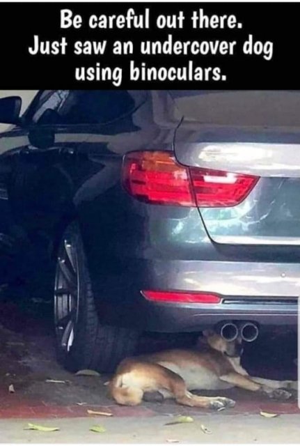 Dog with binoculars.jpg