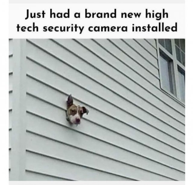 dog security cam.jpg