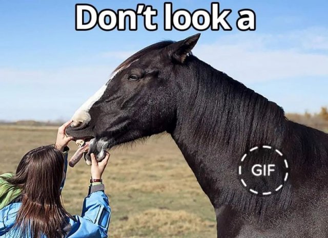 Gif Horse.jpg